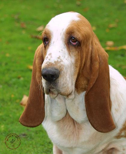 Basset Hound 8K92D-07.JPG